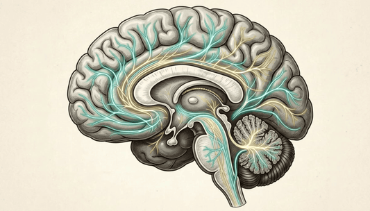 Brain chemistry image