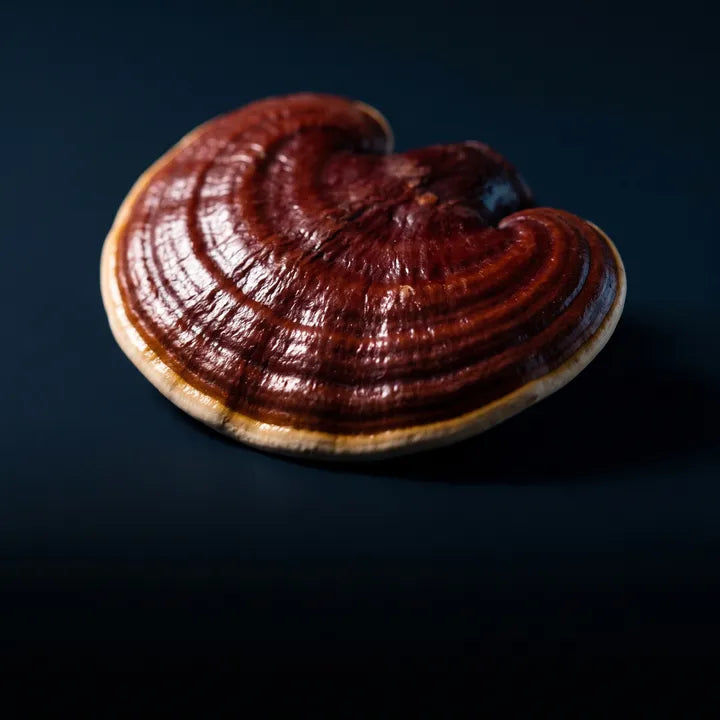 Reishi