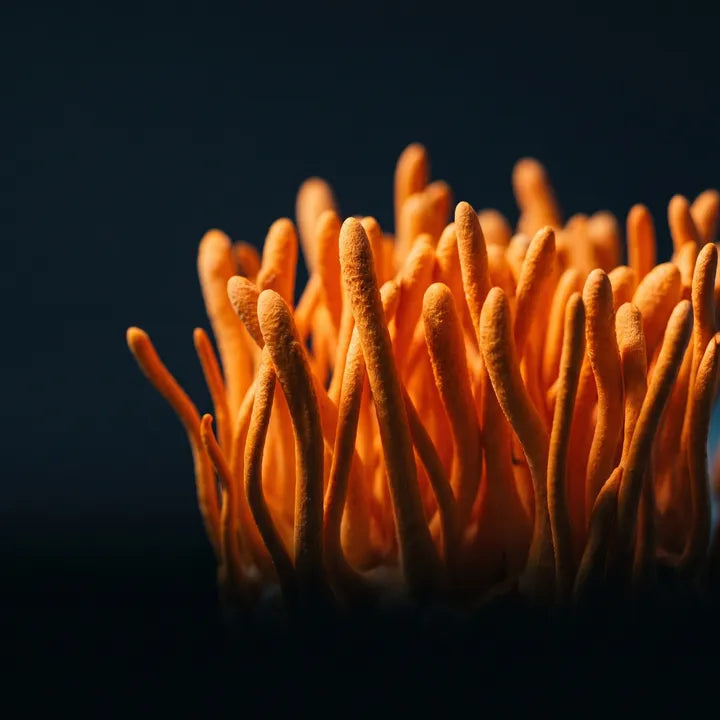 Cordyceps
