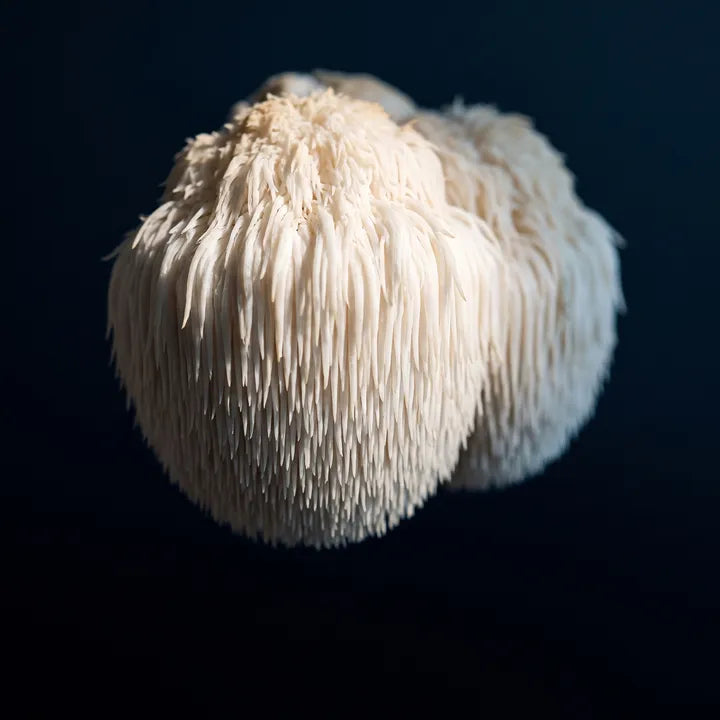 Lion's Mane