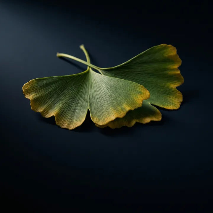 Ginkgo Biloba
