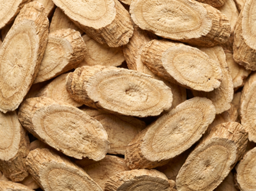 Panax Ginseng