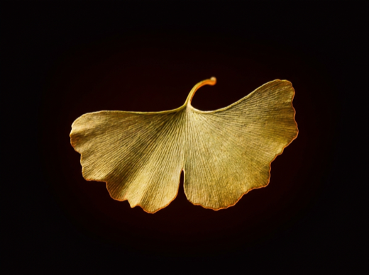 Ginkgo Biloba