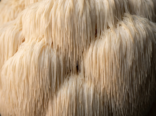 Lion's Mane
