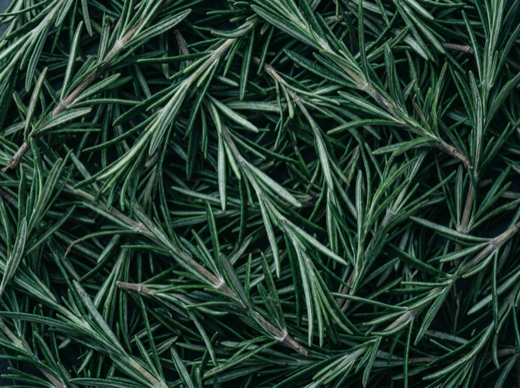 Rosemary